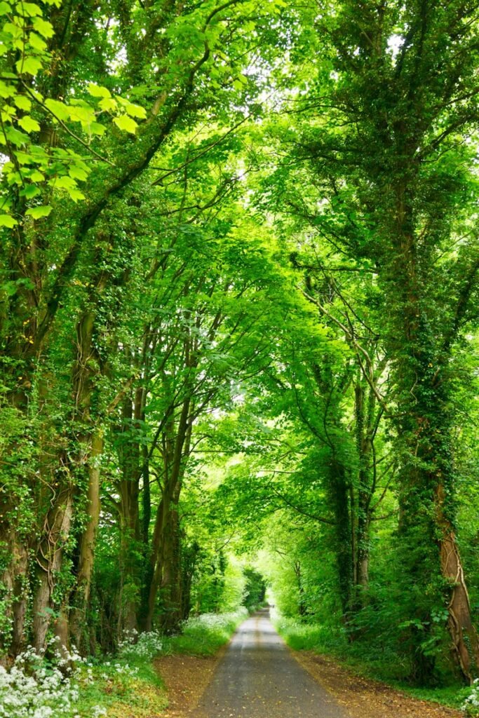 gray concrete road top between green trees